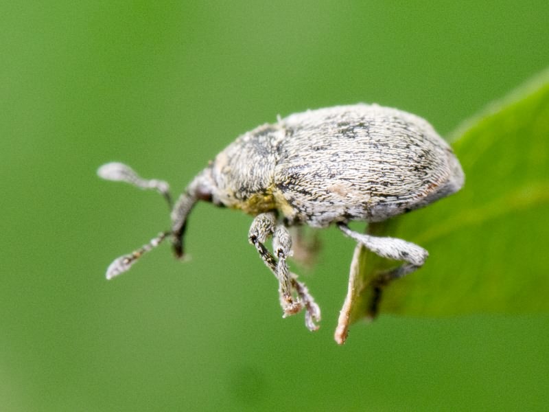 Sibinia viscariae (Linnaeus, 1761)